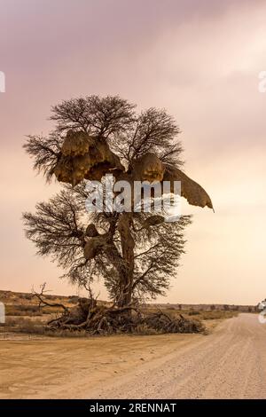 Der berühmte Kalahari-Baum bei Sonnenaufgang. Stockfoto