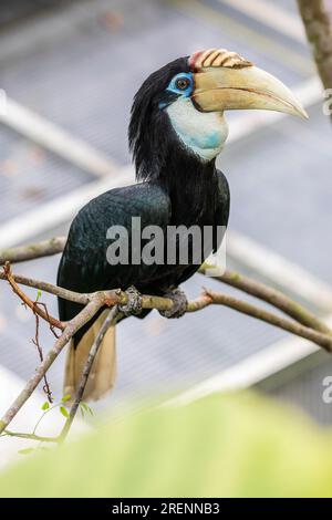 The female Blyth's hornbill (Rhyticeros plicatus) is a large hornbill inhabiting the forest canopy in Wallacea and Melanesia. Stock Photo