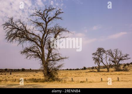 Die karge sandige Kalahari-Wüste mit nur wenigen Kameldornbäumen Stockfoto