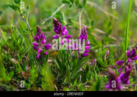 Polygala vulgaris, auch bekannt als gewöhnliches Milchkraut, ist eine mehrjährige krautige Pflanze der Familie der Polygalaceae. Polygala vulgaris subsp. Oxyptera, Polyga Stockfoto