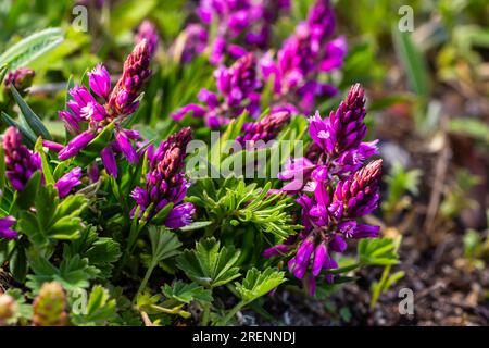 Polygala vulgaris, auch bekannt als gewöhnliches Milchkraut, ist eine mehrjährige krautige Pflanze der Familie der Polygalaceae. Polygala vulgaris subsp. Oxyptera, Polyga Stockfoto