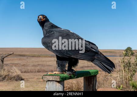 Vogelschutzgebiet; Falke ruht auf einem Holzzaun Stockfoto