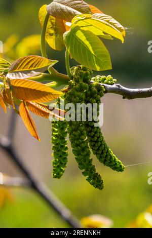 Walnusszweig im Frühling, Walnussbaum Blätter und Katzen schließen sich. Walnussbäume blühen, junge Blätter des Baumes im Frühling, Natur im Freien. Stockfoto