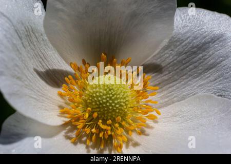 Weiße Frühlingsblumen auf grünem Rasen. Weiße Anemonblüten. Anemone Sylvestris, Schneepflug Anemone, Windblume. Stockfoto