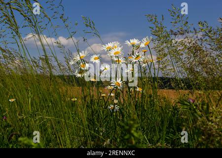 Wilde Gänseblümchen wachsen auf der Wiese, weiße Kamillen auf blauem, wolkigen Himmelshintergrund. Oxyeye Daisy, Leucanthemum vulgare, Gänseblümchen, Dox-Eye, Common Dais Stockfoto