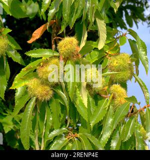 Eine Herbsthornkastanien, die von einem Baum hängen, grüne, von Laub umgebene Dornfrüchte. Stockfoto