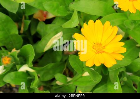 Leuchtend gelbe Herbstblume mit grünen Blättern. Stockfoto