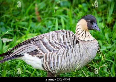 Die hawaiianische Gänse (Branta sandvicensis) ist eine Vogelart, die auf den hawaiianischen Inseln endemisch ist. Er wurde als offizieller Staatsvogel des Staates bezeichnet Stockfoto