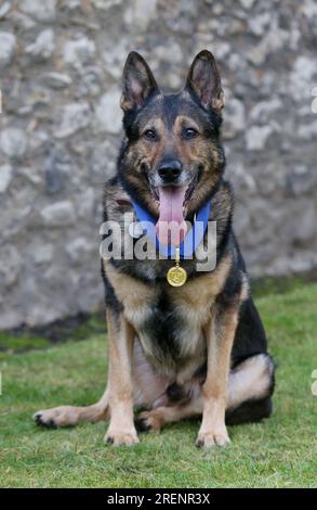 Aktenfoto vom 14.03/18, Polizeihund Finn, der die PDSA Goldmedaille erhielt, nachdem er in Ausübung seines Dienstes brutal niedergestochen wurde, im Old Palace Yard, Westminster, London. Der pensionierte Polizeihund Finn, ein deutscher Hirte, starb im Alter von 14 Jahren. Der Hund, Fabulous Finn genannt, gewann als Briten-Got-Talent-Finalist die Herzen der Nation. Finn ließ sich bei einer Verfolgungsjagd am 5 2016. Oktober in Stevenage, Hertfordshire, notoperieren, während er seinen Betreuer, PC Dave Wardell, schützte. Ausgabedatum: Samstag, 29. Juli 2023. Stockfoto