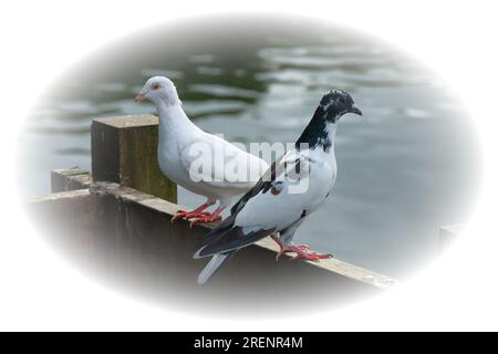 Zwei Tauben, eine weiß, die andere schwarz-weiß, stehen auf einem Zaungeländer, jede blickt in die entgegengesetzte Richtung. Neben einem See mit ruhigem Wasser. Stockfoto