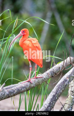 Der scharlachrote Ibis (Eudocimus ruber) ist eine Art des Ibis in der Vogelfamilie der Threskiornithidae. Sie besiedelt das tropische Südamerika Stockfoto