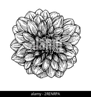 Dahlia grafische Illustration, isoliert schwarz-weiß, kann für den Druck, verschiedene Designs, Postkarten, Einladungen, Büro, für Kleidung. Stockfoto