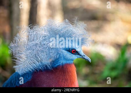 Sclaters Krontaube (Goura sclaterii) ist eine große, terrestrische Taube, die auf die südlichen Tieflandwälder Neuguineas beschränkt ist. Stockfoto