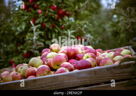 Die Ernte frischer reifer roter Äpfel, die gerade von den Bäumen gesammelt wurden, wird in große Palettencontainer aus Holz gefaltet. Produktionskapazität von Obstgärten f Stockfoto
