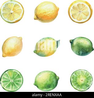 Aquarell Zitrone und Limette, isoliert auf weißem Hintergrund. Handgezeichnete Illustration. Stock Vektor