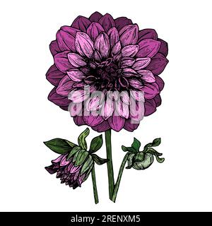 Dahlia grafische Illustration, isoliert, Farbe, kann für den Druck, verschiedene Designs, Postkarten, Einladungen, Büro, für Kleidung. Stockfoto