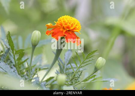 Französische Orangenblüte (Tagetes) in voller Blüte Stockfoto