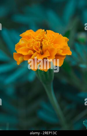 Französische Orangenblüte (Tagetes) in voller Blüte Stockfoto