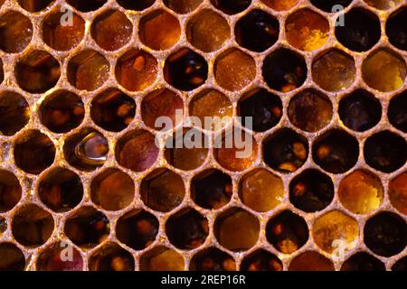 Hintergrundbild der Bienenzucht. Wabenansicht mit Bienenbrot in den Zellen im Fokus. Selektiver Fokus. Stockfoto