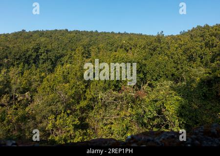 Shorea robusta, der majestätische Sal Tree Forest in der bergigen Landschaft des Dehradun Valley. Uttarakhand, Indien Stockfoto