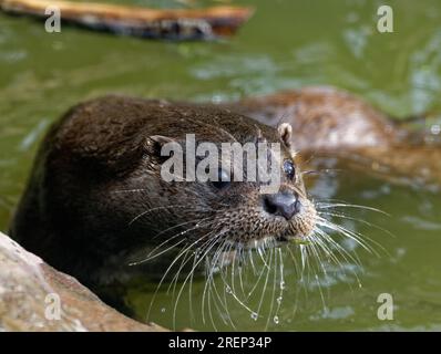 Eurasischer Otter (Lutra lutra) unreif mit nassem Pelzaussehen. Stockfoto