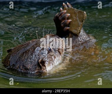 Eurasischer Otter (Lutra lutra) unreif mit nassem Pelzaussehen. Stockfoto