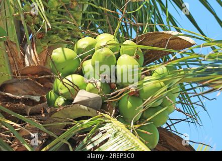 Bunte grüne, unreife Kokosnussfrüchte, die auf dem Baum reifen Stockfoto