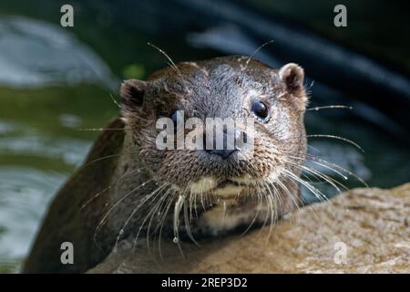 Eurasischer Otter (Lutra lutra) unreif mit nassem Pelzaussehen. Stockfoto