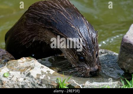 Eurasischer Otter (Lutra lutra) unreif mit nassem Pelzaussehen. Stockfoto