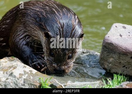 Eurasischer Otter (Lutra lutra) unreif mit nassem Pelzaussehen. Stockfoto