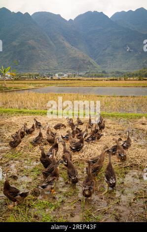 Eine Herde brauner Enten sammelt auf einem geernteten Reisfeld im Hochlandtal bei Mai Chau in Vietnam unter getrockneten Reisstämmen. Stockfoto