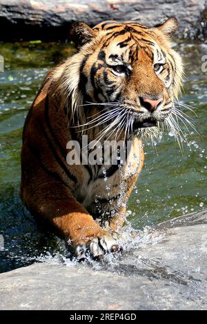 Malang, Indonesien. 29. Juli 2023. Im Batu Secret Zoo in Malang, Ostjava, Indonesien, wird am 29. Juli 2023 ein Sumatra-Tiger gesehen. Der Internationale Tigertag findet jedes Jahr am 29. Juli statt. Kredit: Aditya Hendra/Xinhua/Alamy Live News Stockfoto