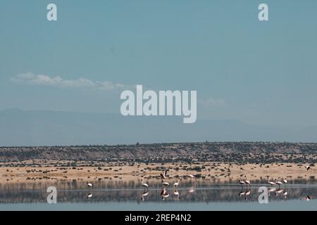 Lake Magadi Reiseabenteuer - Flamingos Home Stockfoto