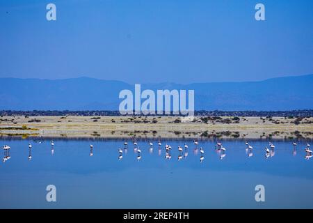 Der Lago Magadi ist der südlichste See im Kenia Rift Valley und liegt in einem Einzugsgebiet von vulkanischen Gesteinen nördlich von Tan Stockfoto