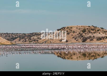 Lake Magadi Reiseabenteuer - Flamingos Home Stockfoto