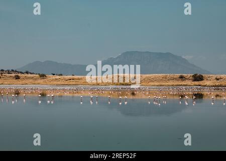 Lake Magadi Reiseabenteuer - Flamingos Home Stockfoto