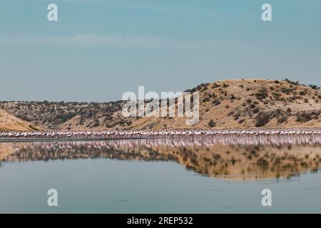 Lake Magadi Reiseabenteuer - Flamingos Home Stockfoto