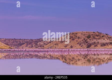 Lake Magadi Reiseabenteuer - Flamingos Home Stockfoto