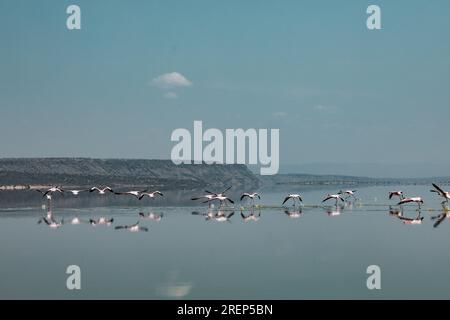 Lake Magadi Reiseabenteuer - Flamingos Home Stockfoto