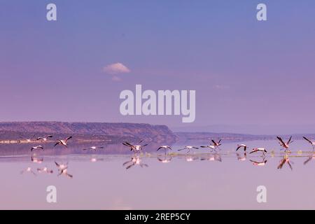 Lake Magadi Reiseabenteuer - Flamingos Home Stockfoto