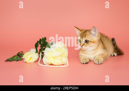 Kleines, lustiges schottisches Kätzchen und eine weiße Blume mit Perlen auf pinkfarbenem Hintergrund Stockfoto