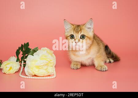 Kleines, lustiges schottisches Kätzchen und eine weiße Blume mit Perlen auf pinkfarbenem Hintergrund Stockfoto