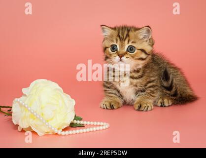 Kleines, lustiges schottisches Kätzchen und eine weiße Blume mit Perlen auf pinkfarbenem Hintergrund Stockfoto