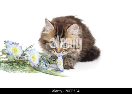 Lustige, flauschige schottische Kätzchen Lügen und schnüffeln Blumen isoliert auf weißem Hintergrund Stockfoto