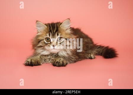 Lustiges, flauschiges schottisches Kätzchen auf pinkfarbenem Hintergrund Stockfoto