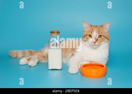 Die große rote Katze sitzt neben einer Schüssel und einer Flasche Milch auf blauem Hintergrund Stockfoto