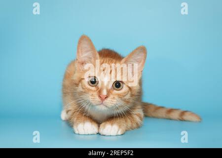 Kleine und neugierige rote Kätzchen starrt aufmerksam auf einen blauen Hintergrund Stockfoto