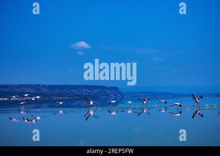 Der Lago Magadi ist der südlichste See im Kenia Rift Valley und liegt in einem Einzugsgebiet von vulkanischen Gesteinen nördlich von Tan Stockfoto