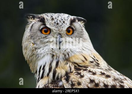 Porträt einer Turkmenischen Adlereule, Bubo Bubo Bubo Turcomanus Stockfoto