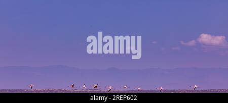 Lake Magadi Reiseabenteuer - Flamingos Home Stockfoto